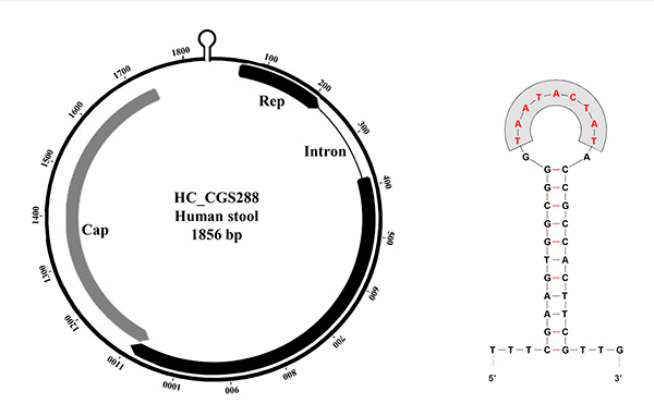 cyclovirus-paper_png